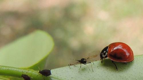 Mosquitos no Verão: Como Prevenir Picadas e Infestações